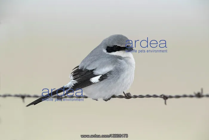 : Loggerhead Shrike - perched on barbed wire fence in winter : Loggerhead Shrike - perched on barbed wire fence in winter