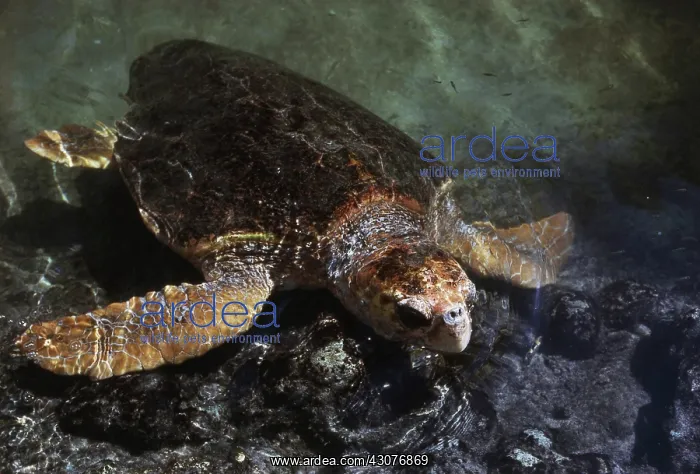 : Loggerhead Turtle : Loggerhead Turtle