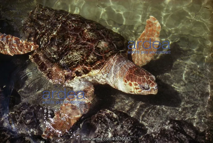 : Loggerhead Turtle : Loggerhead Turtle