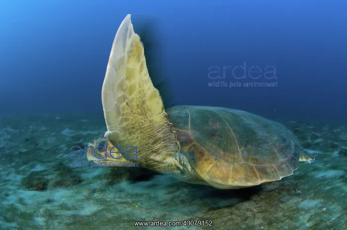 : Loggerhead Turtle : Loggerhead Turtle