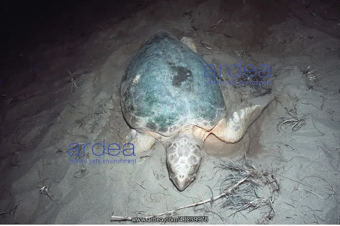 : Loggerhead Turtle : Loggerhead Turtle