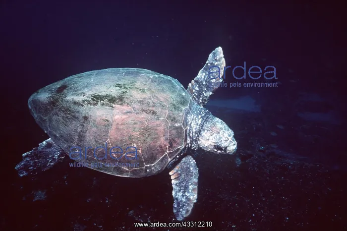 : LOGGERHEAD TURTLE : LOGGERHEAD TURTLE