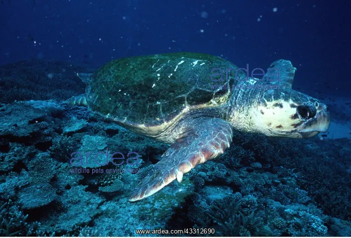 : LOGGERHEAD TURTLE : LOGGERHEAD TURTLE