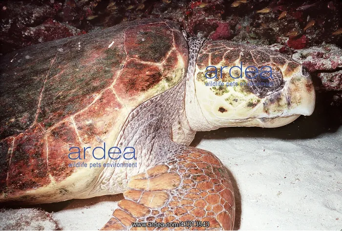 : Loggerhead Turtle : Loggerhead Turtle