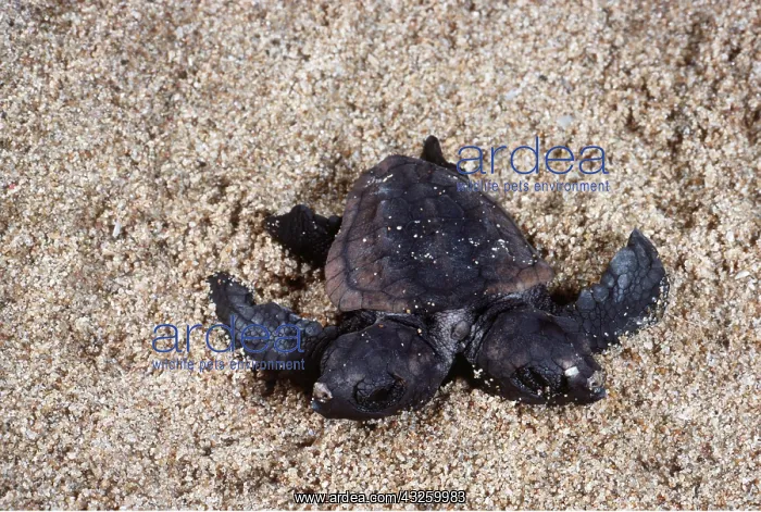 : LOGGERHEAD TURTLE - baby, baby with two heads : LOGGERHEAD TURTLE - baby, baby with two heads