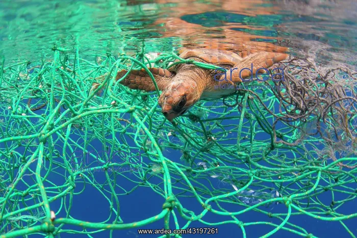: Loggerhead turtle (Caretta caretta). Exemplary entangled : Loggerhead turtle (Caretta caretta). Exemplary entangled