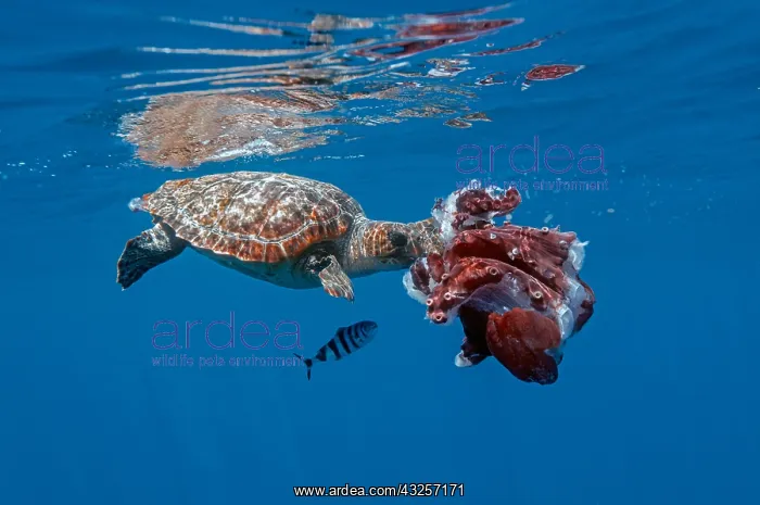  : Loggerhead turtle (Caretta caretta) eating a seven-arm