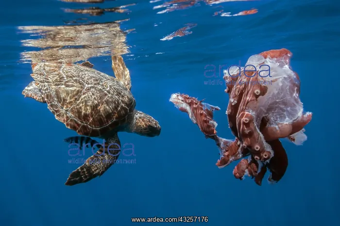 : Loggerhead turtle (Caretta caretta) eating a seven-arm : Loggerhead turtle (Caretta caretta) eating a seven-arm