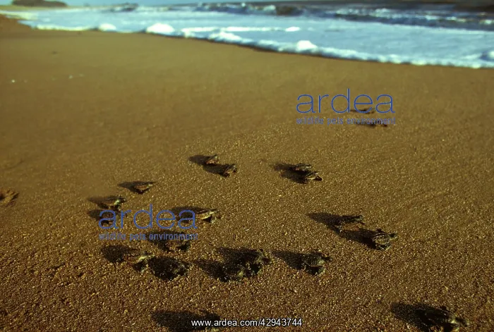 : Loggerhead turtle (Caretta caretta), hatchlings : Loggerhead turtle (Caretta caretta), hatchlings