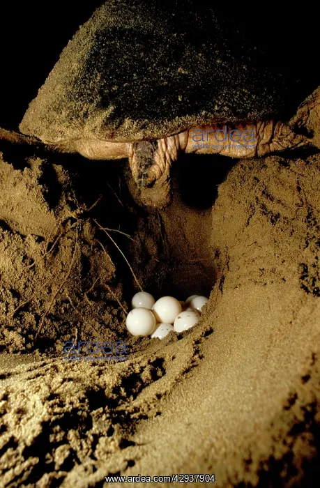 : Loggerhead turtle (Caretta caretta) laying eggs : Loggerhead turtle (Caretta caretta) laying eggs