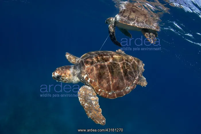 : Loggerhead turtle (Caretta caretta) trapped by a : Loggerhead turtle (Caretta caretta) trapped by a