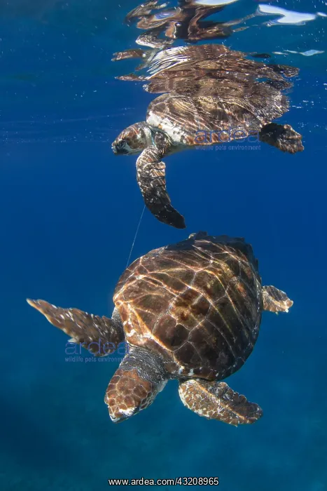 : Loggerhead turtle (Caretta caretta) trapped by a : Loggerhead turtle (Caretta caretta) trapped by a