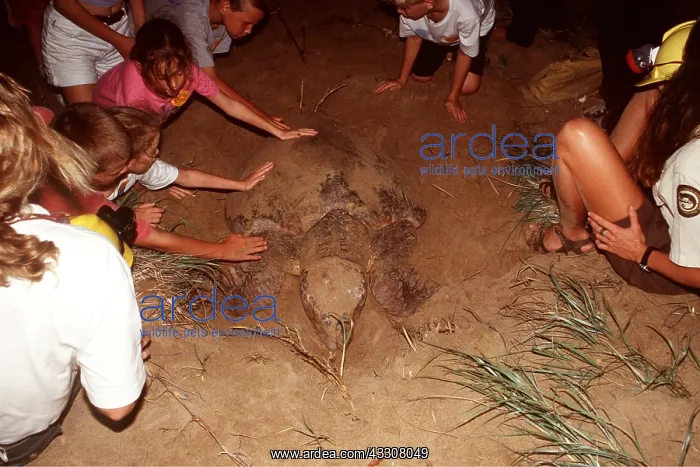 : LOGGERHEAD TURTLE - With Children : LOGGERHEAD TURTLE - With Children