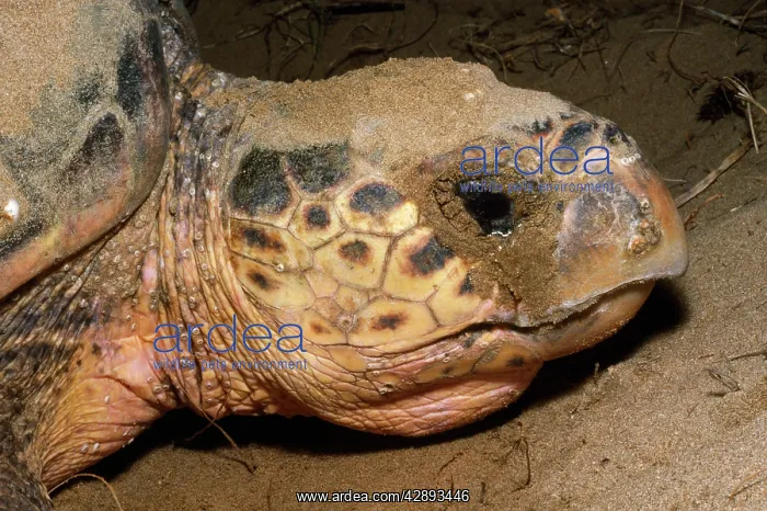 : LOGGERHEAD TURTLE - Close up of head, egg laying : LOGGERHEAD TURTLE - Close up of head, egg laying