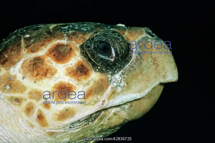 : Loggerhead TURTLE - close-up of head, side-view : Loggerhead TURTLE - close-up of head, side-view