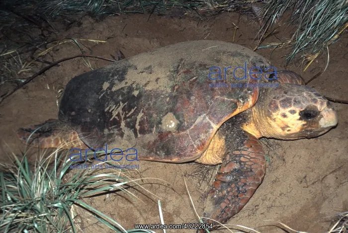 : LOGGERHEAD TURTLE - covering her eggs after laying : LOGGERHEAD TURTLE - covering her eggs after laying