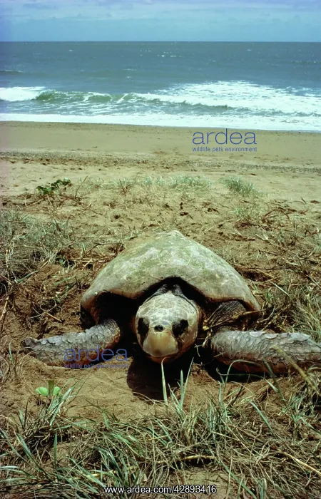 : LOGGERHEAD TURTLE - Egg laying : LOGGERHEAD TURTLE - Egg laying