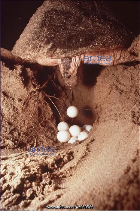  : Loggerhead Turtle - egg laying