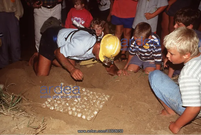 : LOGGERHEAD TURTLE EGGS - Removing Loggerhead Turtle : LOGGERHEAD TURTLE EGGS - Removing Loggerhead Turtle