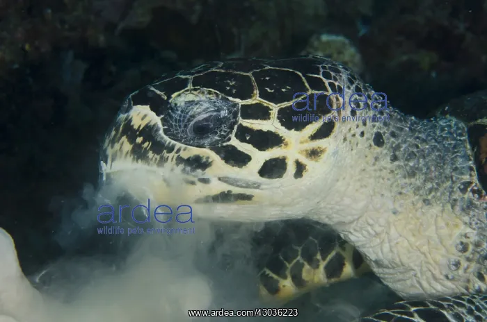 : Loggerhead Turtle - feeding on soft Leather Coral : Loggerhead Turtle - feeding on soft Leather Coral