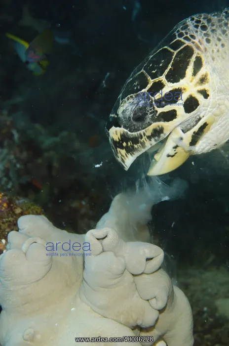 : Loggerhead Turtle - feeding on soft Leather Coral : Loggerhead Turtle - feeding on soft Leather Coral