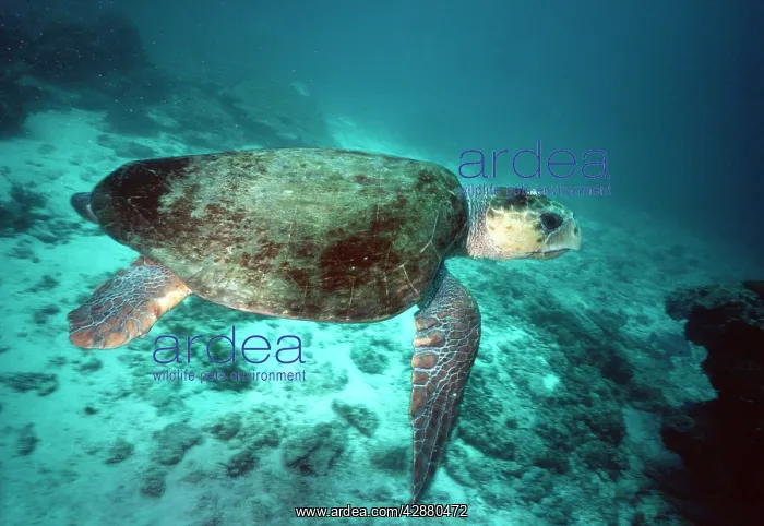 : LOGGERHEAD TURTLE - FEMALE : LOGGERHEAD TURTLE - FEMALE