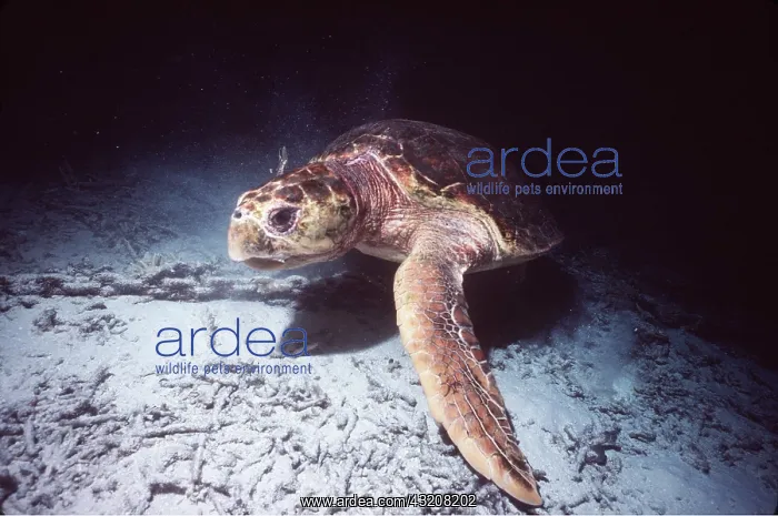 : LOGGERHEAD TURTLE - female : LOGGERHEAD TURTLE - female