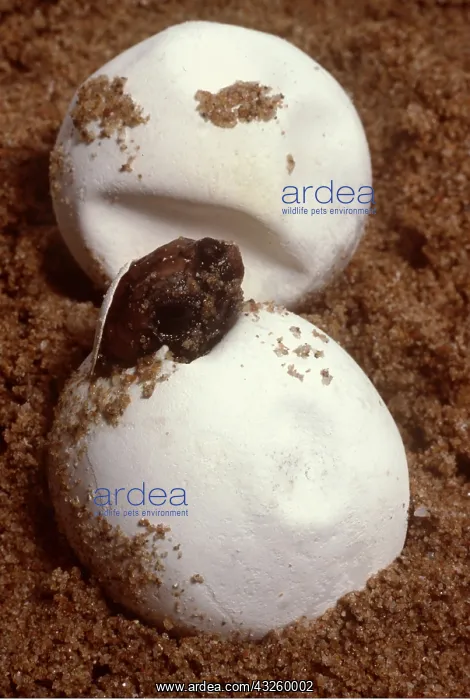 : Loggerhead TURTLE - Hatching : Loggerhead TURTLE - Hatching
