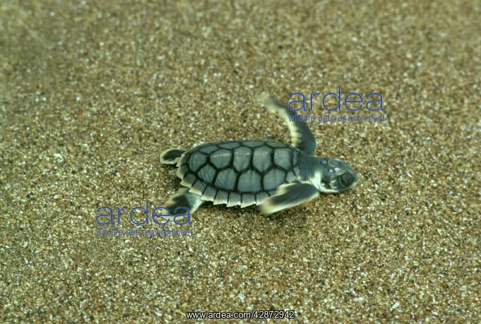 : Loggerhead Turtle - Hatchling going to sea : Loggerhead Turtle - Hatchling going to sea