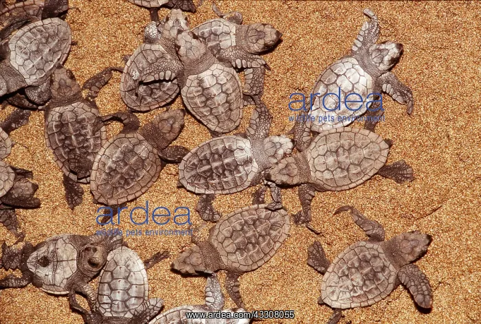 : Loggerhead Turtle Hatchlings : Loggerhead Turtle Hatchlings