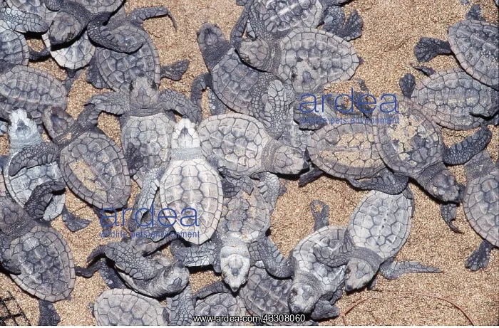 : LOGGERHEAD TURTLE - hatchlings : LOGGERHEAD TURTLE - hatchlings