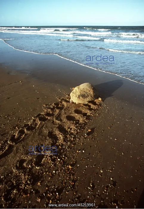 : LOGGERHEAD TURTLE - Heading towards the sea : LOGGERHEAD TURTLE - Heading towards the sea