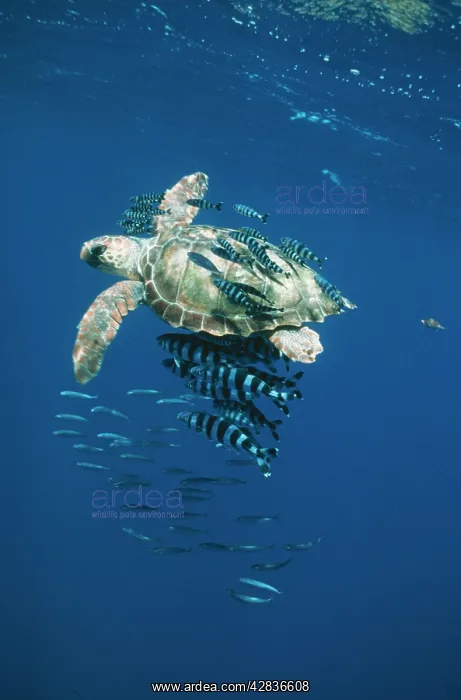 : Loggerhead TURTLE - juvenile, with Pilot fish : Loggerhead TURTLE - juvenile, with Pilot fish