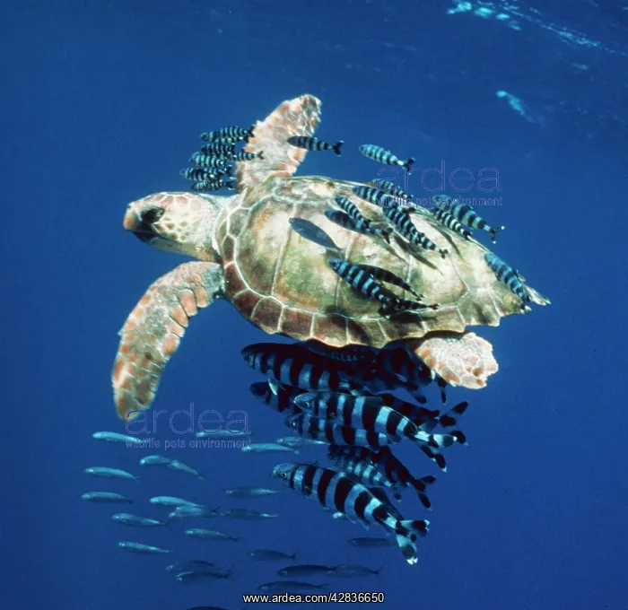 : Loggerhead Turtle - Juvenile with pilot fish : Loggerhead Turtle - Juvenile with pilot fish
