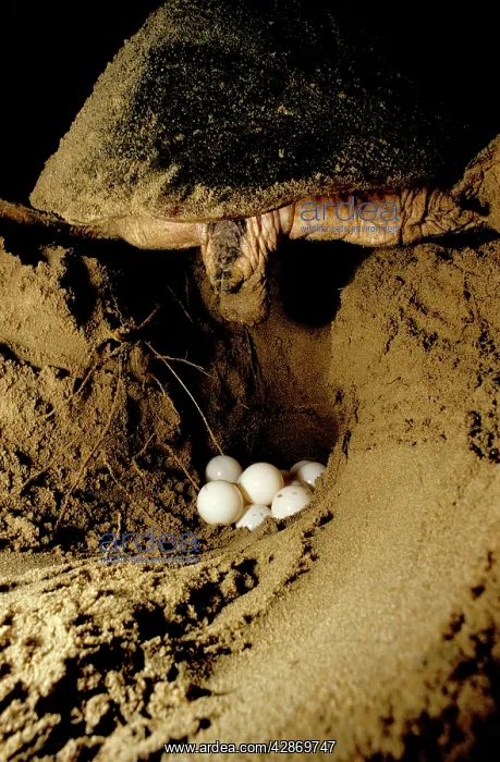 : Loggerhead Turtle - Laying eggs : Loggerhead Turtle - Laying eggs
