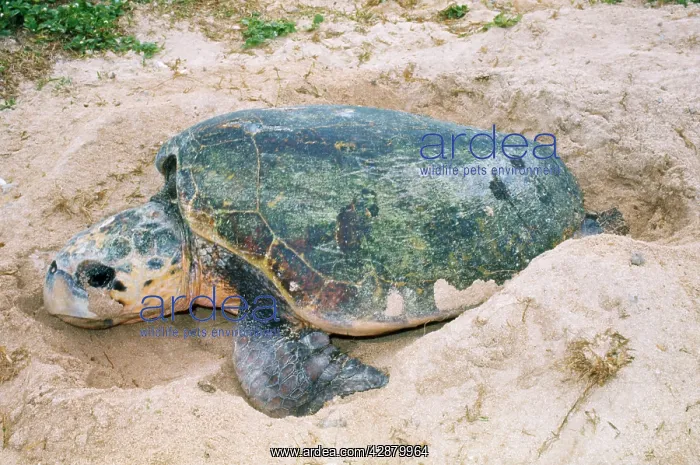 : Loggerhead Turtle - laying eggs : Loggerhead Turtle - laying eggs