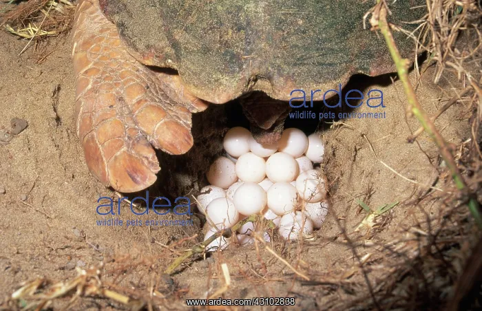 : Loggerhead Turtle Laying Eggs : Loggerhead Turtle Laying Eggs