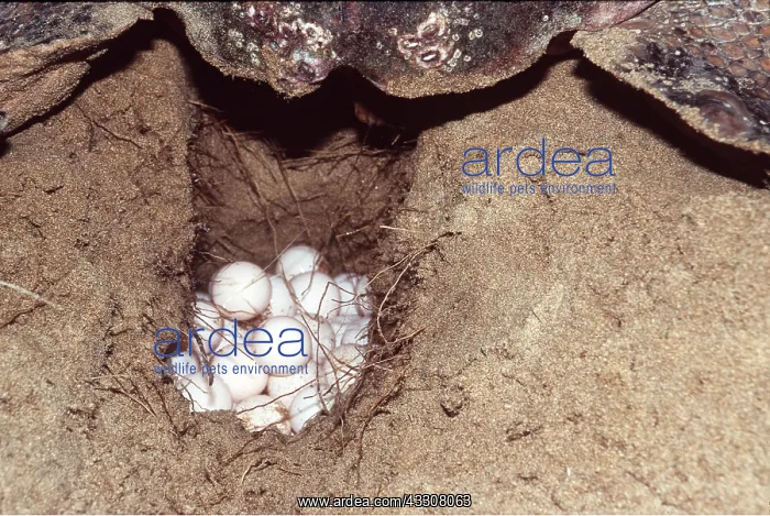 : LOGGERHEAD TURTLE - laying eggs in hole : LOGGERHEAD TURTLE - laying eggs in hole