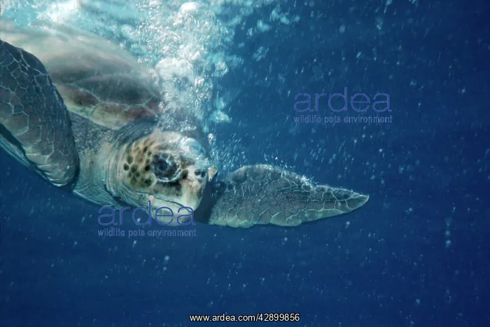 : Loggerhead Turtle - Loggerhead turtle surrounded : Loggerhead Turtle - Loggerhead turtle surrounded