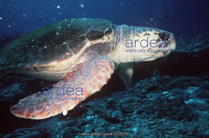 : LOGGERHEAD TURTLE-MALE : LOGGERHEAD TURTLE-MALE