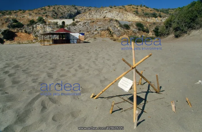 : Loggerhead Turtle Nest - on beach : Loggerhead Turtle Nest - on beach