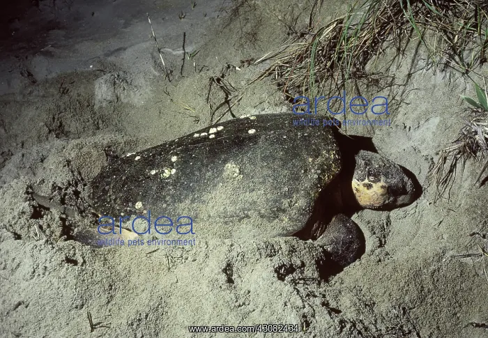 : Loggerhead Turtle nesting : Loggerhead Turtle nesting
