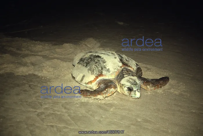 : LOGGERHEAD TURTLE - READY TO LAY : LOGGERHEAD TURTLE - READY TO LAY