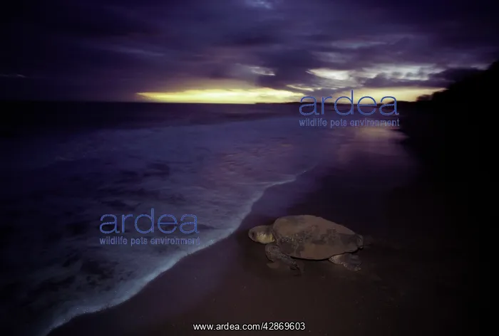 : Loggerhead Turtle - Returning to sea after egg : Loggerhead Turtle - Returning to sea after egg