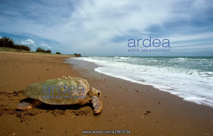 : Loggerhead Turtle - Returning to sea after egg laying : Loggerhead Turtle - Returning to sea after egg laying