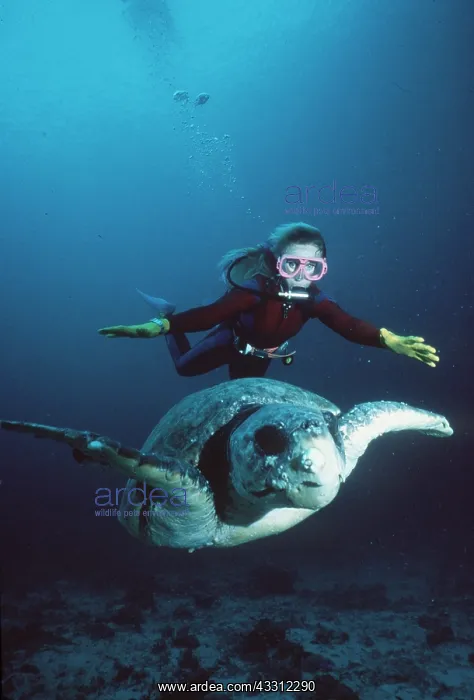 : LOGGERHEAD TURTLE - with scuba diver : LOGGERHEAD TURTLE - with scuba diver