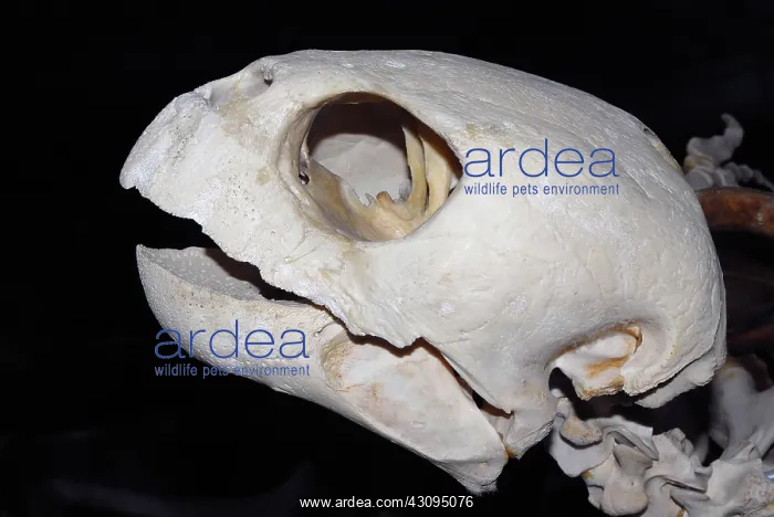 : Loggerhead Turtle skull : Loggerhead Turtle skull