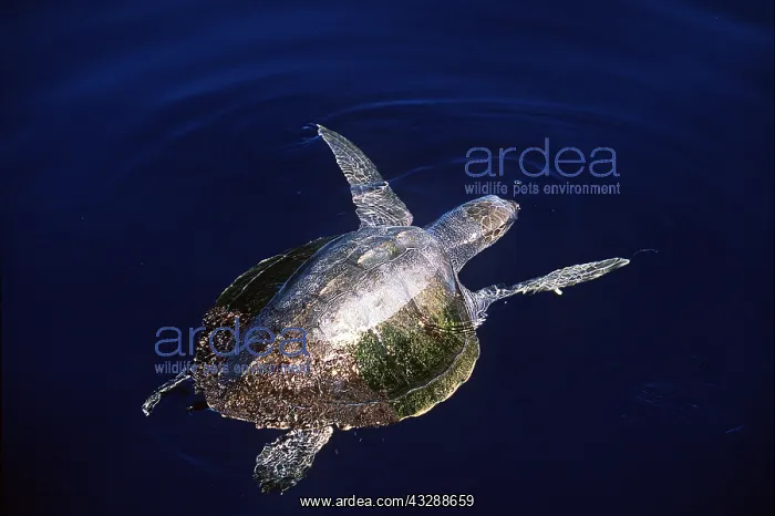 : LOGGERHEAD TURTLE -SWIMMING : LOGGERHEAD TURTLE -SWIMMING
