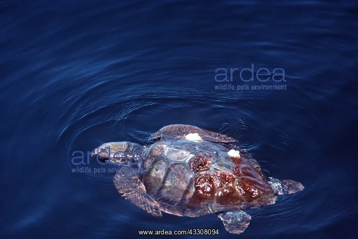: LOGGERHEAD TURTLE - in water : LOGGERHEAD TURTLE - in water