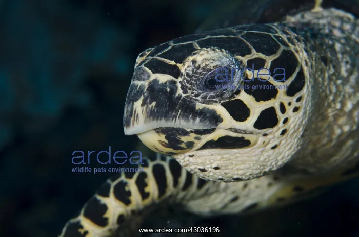  : Loggerhead Turtle - Whale Rock dive site, Fiabacet
